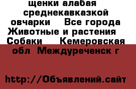 щенки алабая ( среднекавказкой овчарки) - Все города Животные и растения » Собаки   . Кемеровская обл.,Междуреченск г.